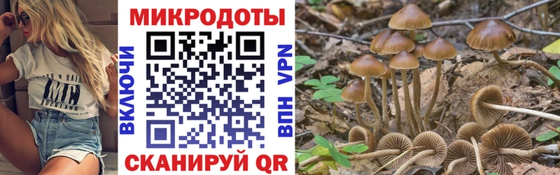 Псилоцибиновые грибы Cubensis  Богородск 