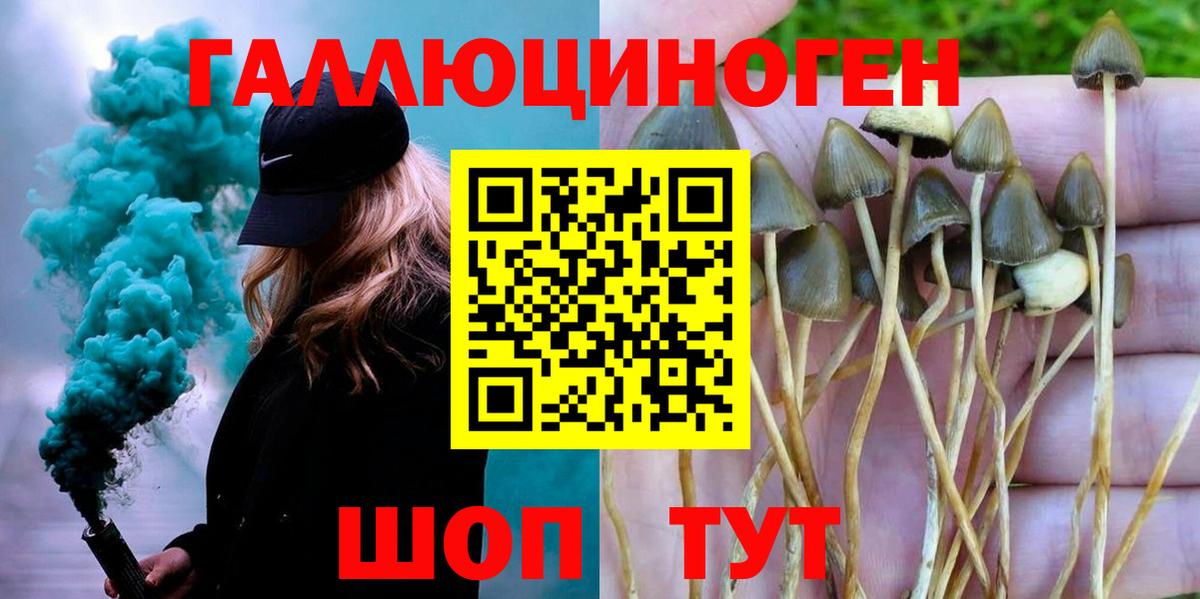 Галлюциногенные грибы Psilocybe Богородск